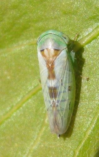 Réf. 181 425 : Viridicerus ustulatus